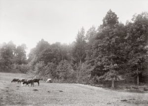 Stanisław Filibert Fleury. Miško dauba pakeliui į Naująją Vilnią ties ketvirtuoju kelio varstu. Apie 1890 m. Lietuvos nacionalinis muziejus. Naudojimo teisės: CC BY-NC-ND. Nuotraukos iš Europeanos